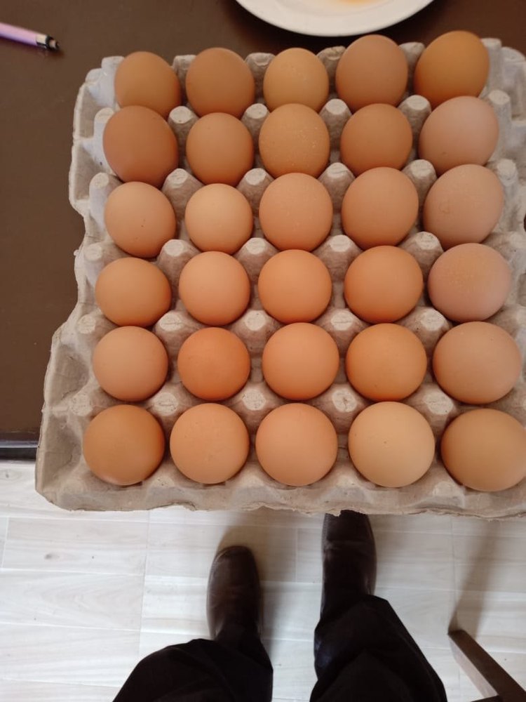 Aseel Eggs Organic Brown Egg, For Reselling, Packaging Type: Box img