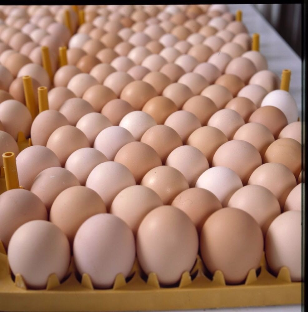 Aseel Brown Organic Desi Eggs, For Restaurant, Packaging Type: Tray img