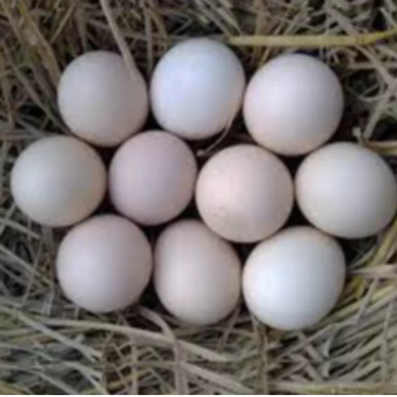 Organic Farm Egg, For Household, Packaging Type: Tray