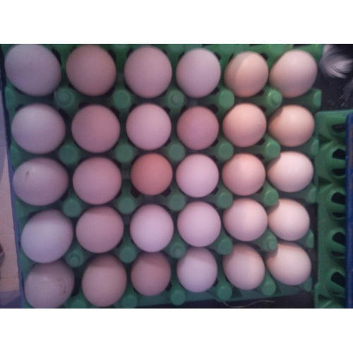 Healthy Kadaknath Eggs img