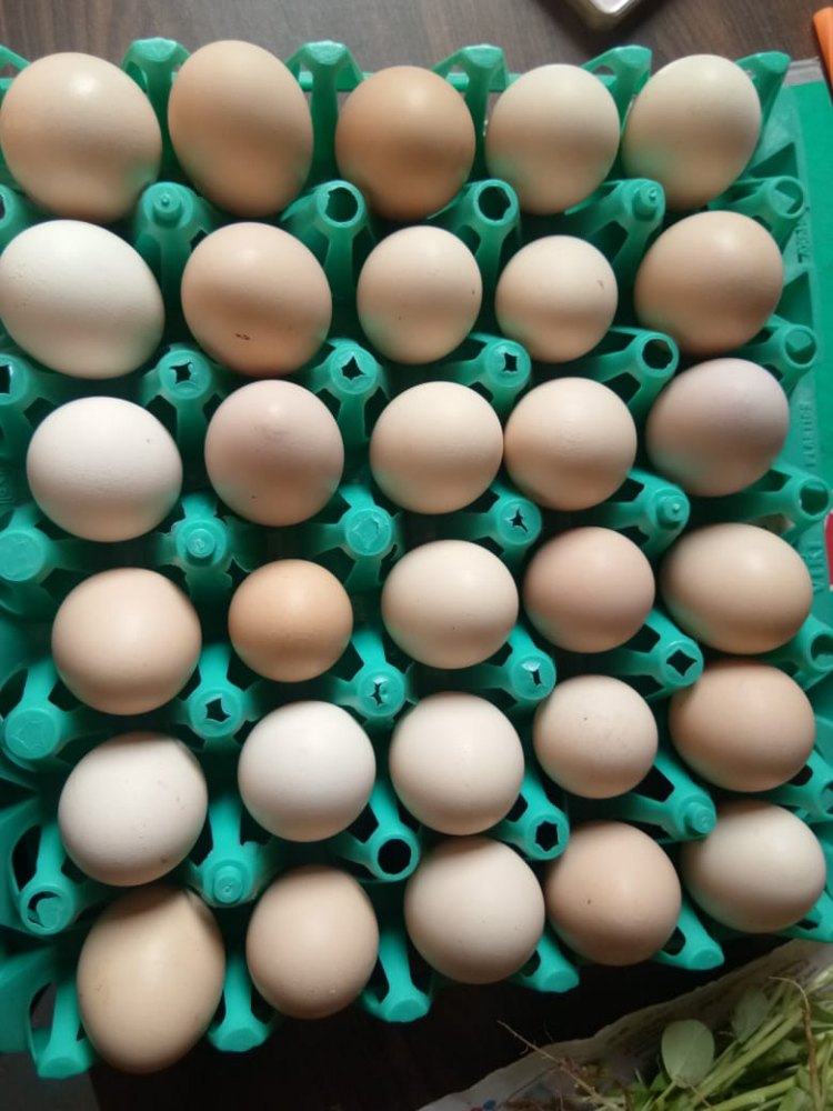 Multicolor Desi Egg, For Restaurant, 45 To 50gram img