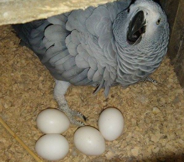 Parrot Egg For Sale img