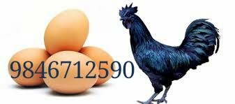 Kadaknath Egg img