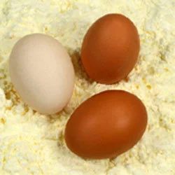 Egg Powder