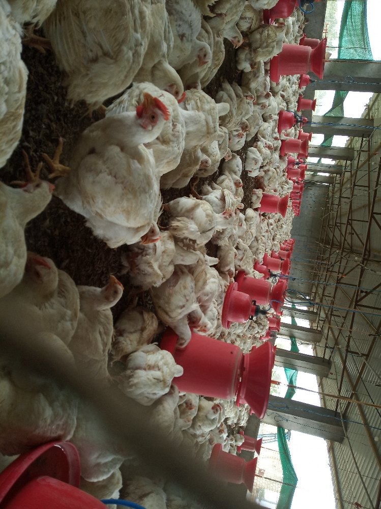 Broiler bird live, For Restaurant, Packaging Type: Cage img