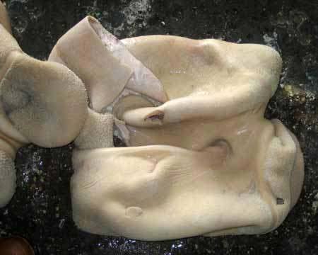 Frozen Buffalo Tripe img