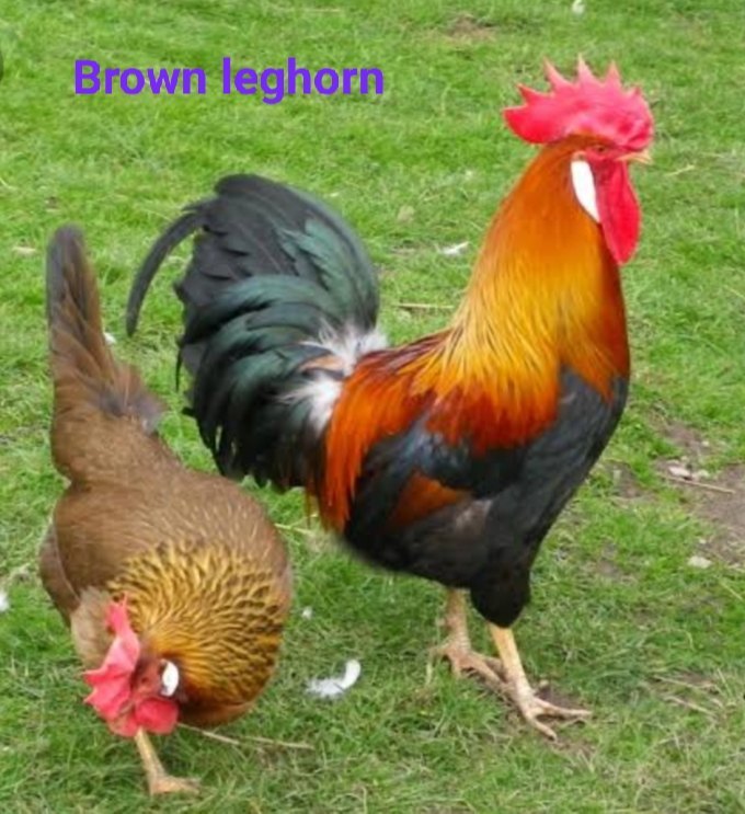 layer breed Multicolor Brown Leg Horn Chicken