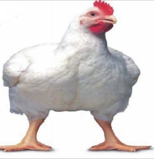 White Live Broiler Chicken Whole Seller, Depends Upon Purchase Quantity, Packaging Size: Depends Upon Order Value