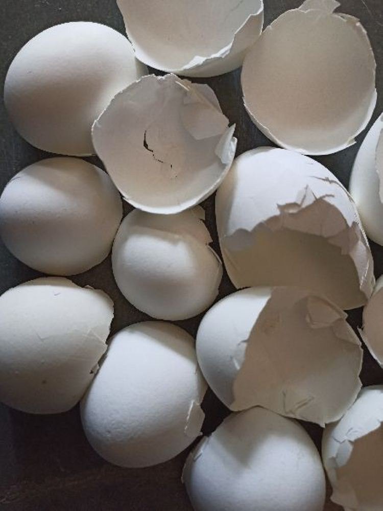 Crushed White Egg Shell, For Poultry img