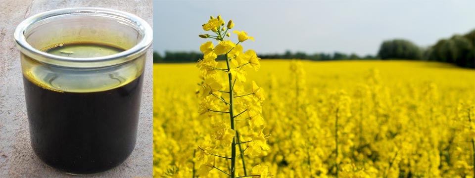 Crude Degummed Rapeseed Oil