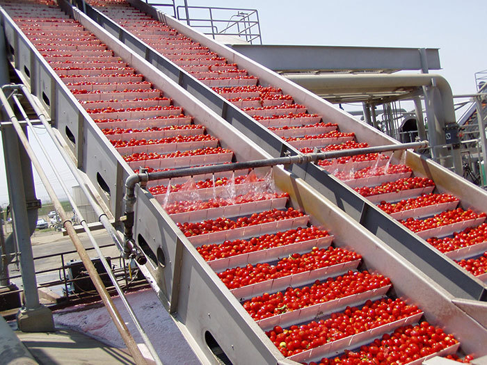 Automatic Tomato Paste and Puree Processing Plants, Capacity: 1000 kg/day img